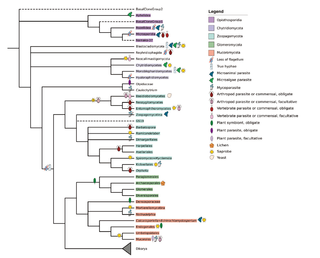图1：系统发育树显示了主要的非Dikarya生态过渡。右边的符号表示转换已在组内发生。