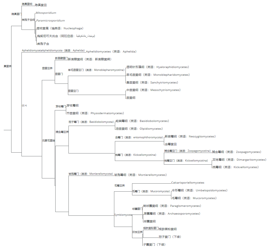 2007年，在数十位真菌学家与分类学家通力研究之下，诞生了一套新的真菌分类系统，其中子囊菌门与担子菌门共同组成双核亚界，是真菌中多样性最高的类群，包含绝大多数蕈类、植物病原菌以及用于食品工业的真菌，而传统分类系统中的壶菌门与接合菌门都被认为是并系群而有所调整，芽枝霉门与新美鞭菌门从壶菌门中分出，成为两个独立的门，接合菌门则被分拆成球囊菌门与毛霉亚门（Mucoromycotina）、虫霉亚门（entomophthoromycotina）、梳霉亚门（Kickxellomycotina）和捕虫霉亚门（Zoopagomycotina）等四个亚门。2018年，Tedersoo等人又发表了新的真菌分类系统，将真菌细分至十八个门。下面的演化树是根据Silar等人（2016年)与Tedersoo等人（2018年）做出的新分类系统绘制，包含真菌的主要分类单元。注意演化支的长度与演化距离无关