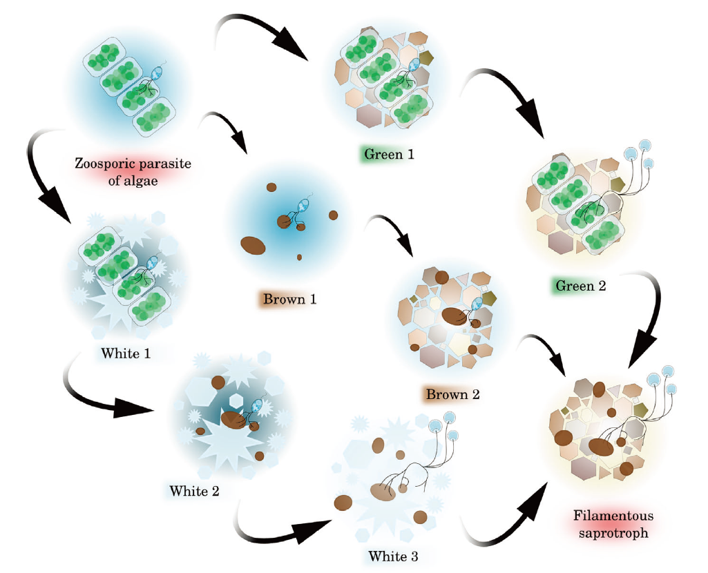 图2：真菌陆生的三个假设的图示。绿色情景意味着真菌的陆生依赖于绿色植物的陆生，可能是链霉菌。棕色情景假设在鞭毛消失之前，动孢菌获得腐殖质习性并在沉积物或潮湿的土地上定植，接着是菌丝生长发育并完全陆生。白色的路径意味着动孢菌适应冰冻的环境，作为水生和陆地环境的中间体。