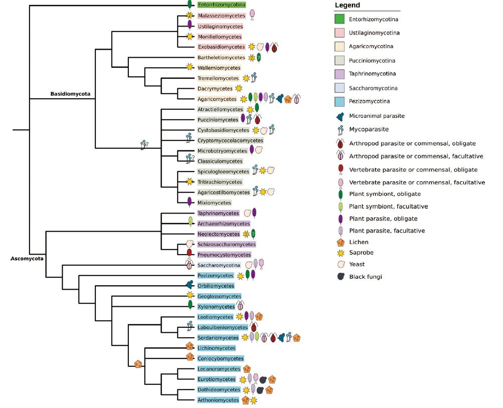  图3：系统发育树显示主要的生态过渡。右边的符号表示转换已在组内发生。