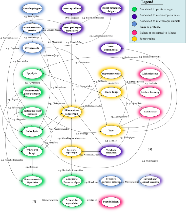 图4:真菌生态型之间已知的关系。每个连接箭头可以是单向的或双向的。每一条途径都说明了一个经历了这样一个转变的群体的例子