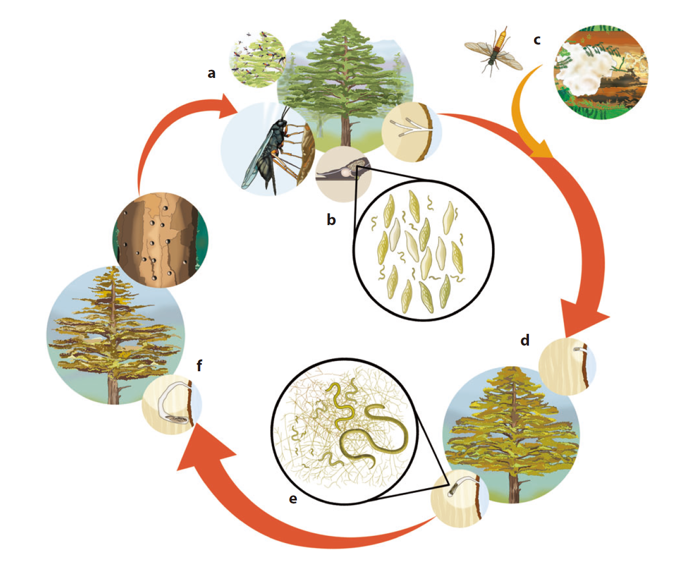 Sirex系统的最新见解。(a):对与S. noctilio交配和寄主位置有关的视觉和嗅觉线索的研究证实了新出现的个体具有强烈的趋光反应，并确定了推测的信息素，这两者都有助于树冠上方观察到的交配群。这一认识，再加上植物挥发物（kairomone）诱饵的优化，将使研究人员能够开发出更有效的监测工具。（b） S. noctilio种群中抗性的可能进化或真菌种群毒性降低的进化会导致S. noctilio和菌株之间的不相容性，因此并非所有的卵都被真菌寄生。（c） 通过松树寄主与其他S. noctilio或真菌有性繁殖来实现水平及因转移。（d）Amylostereum areolatum分解木材中的木质素和纤维素，释放出碳水化合物，这些碳水化合物作为液体从木材中挤压出来，并被发育中的幼虫摄取。细菌有助于纤维素的消化，很可能为幼虫固定氮。（e） 氮对真菌也有限制，但可以通过细菌或线虫寄生获得。这种寄生可能会影响树木中的线虫数量。（f）幼虫在化蛹期离开真菌定殖区。